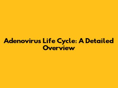 Adenovirus Life Cycle: A Detailed Overview